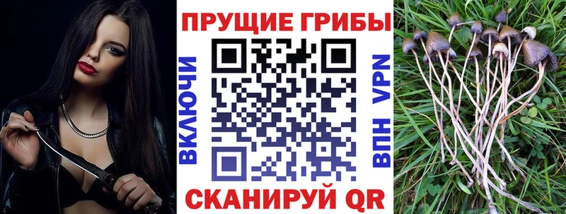 закладки  Волгодонск  Псилоцибиновые грибы прущие грибы 
